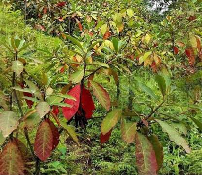 Cinchona Forest Kalimpong