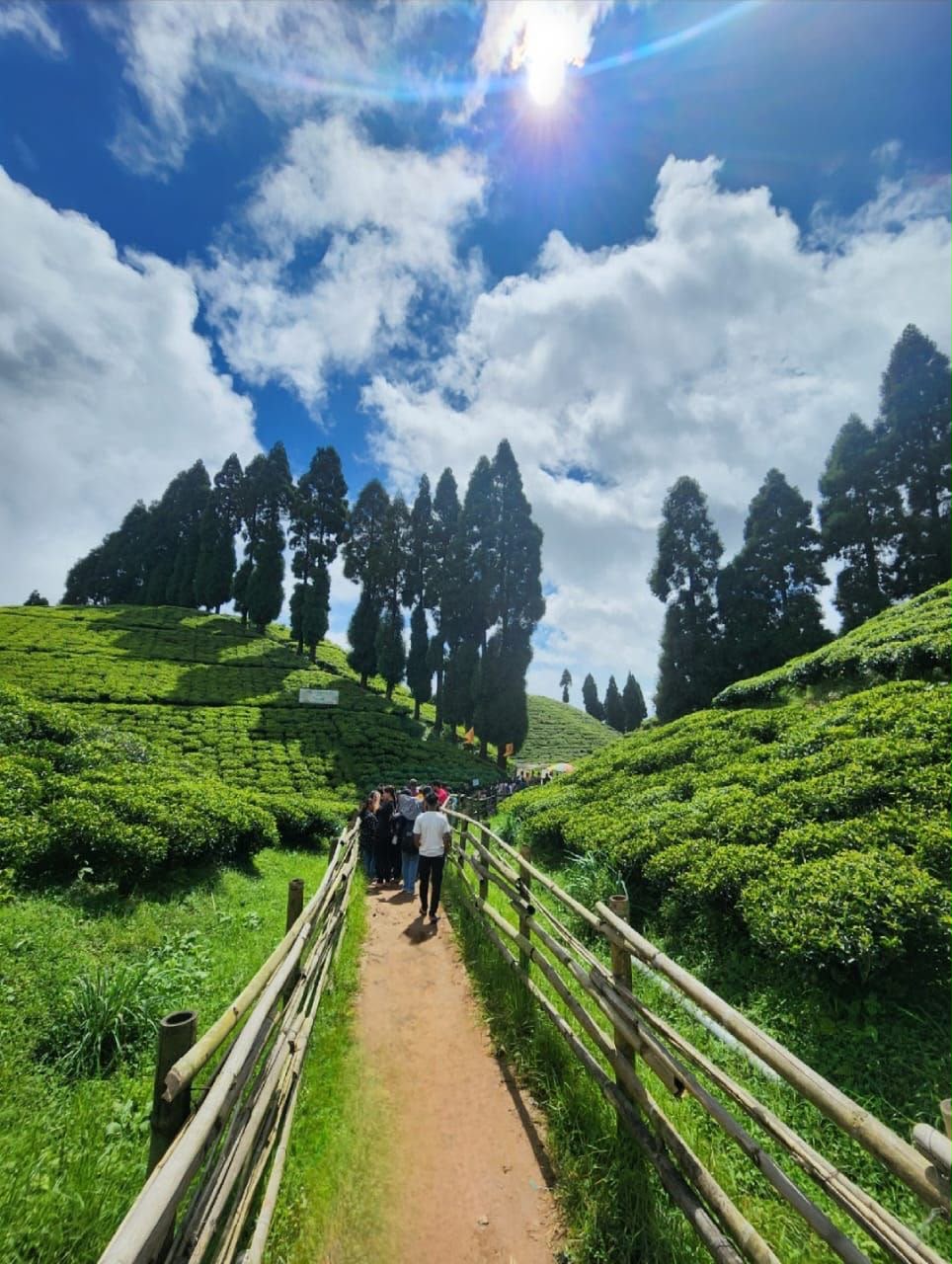 Tea Garden Trails