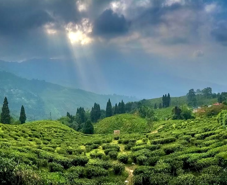 Happy Valley Tea Estate