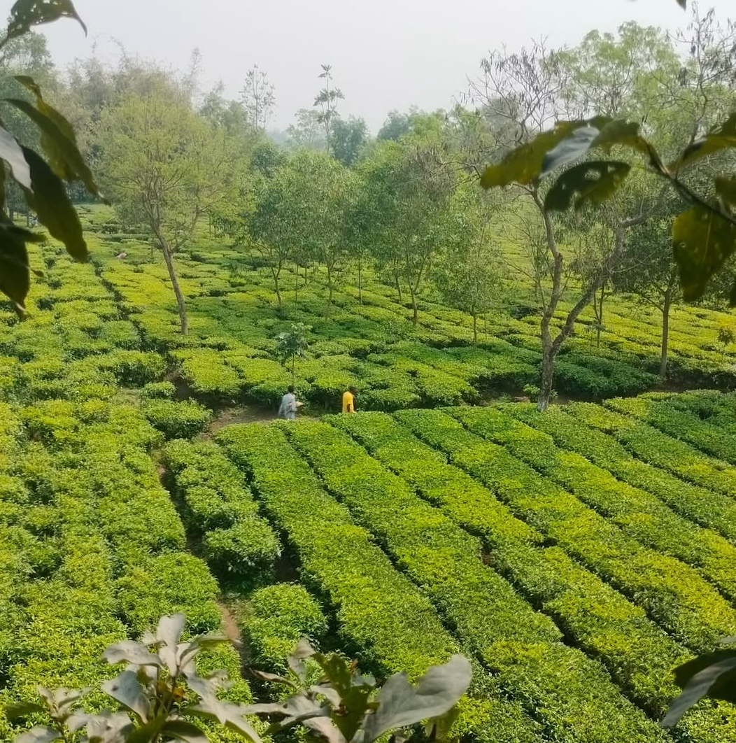 Dooars landscape
