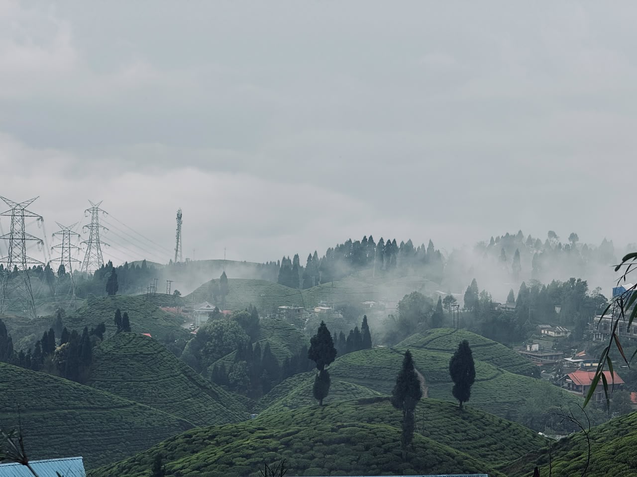 Darjeeling Tea Gardens